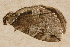  ( - AVBC 1137-11)  @13 [ ] CreativeCommons - Attribution (2011) CBG Photography Group Centre for Biodiversity Genomics