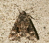  ( - AVBC 1155-11)  @13 [ ] CreativeCommons - Attribution (2011) CBG Photography Group Centre for Biodiversity Genomics