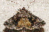  ( - AVBC 1162-11)  @12 [ ] CreativeCommons - Attribution (2011) CBG Photography Group Centre for Biodiversity Genomics
