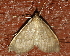  ( - AVBC 1173-11)  @13 [ ] CreativeCommons - Attribution (2011) CBG Photography Group Centre for Biodiversity Genomics