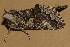  ( - AVBC 1180-11)  @12 [ ] CreativeCommons - Attribution (2011) CBG Photography Group Centre for Biodiversity Genomics