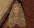 ( - AVBC 1190-11)  @12 [ ] CreativeCommons - Attribution (2011) CBG Photography Group Centre for Biodiversity Genomics