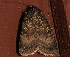  ( - AVBC 1191-11)  @12 [ ] CreativeCommons - Attribution (2011) CBG Photography Group Centre for Biodiversity Genomics