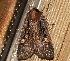  ( - AVBC 1211-11)  @13 [ ] CreativeCommons - Attribution (2012) CBG Photography Group Centre for Biodiversity Genomics