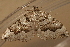  ( - AVBC 1215-11)  @12 [ ] CreativeCommons - Attribution (2012) CBG Photography Group Centre for Biodiversity Genomics