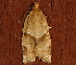  ( - AVBC 1225-11)  @12 [ ] CreativeCommons - Attribution (2012) CBG Photography Group Centre for Biodiversity Genomics