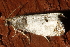  ( - AVBC 1227-11)  @12 [ ] CreativeCommons - Attribution (2012) CBG Photography Group Centre for Biodiversity Genomics