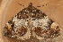  ( - AVBC 1248-11)  @12 [ ] CreativeCommons - Attribution (2012) CBG Photography Group Centre for Biodiversity Genomics