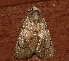  ( - AVBC 1259-11)  @13 [ ] CreativeCommons - Attribution (2012) CBG Photography Group Centre for Biodiversity Genomics