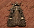 ( - AVBC 1274-11)  @13 [ ] CreativeCommons - Attribution (2012) CBG Photography Group Centre for Biodiversity Genomics