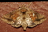  ( - AVBC 1276-11)  @12 [ ] CreativeCommons - Attribution (2012) CBG Photography Group Centre for Biodiversity Genomics