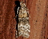  ( - AVBC 1285-11)  @12 [ ] CreativeCommons - Attribution (2012) CBG Photography Group Centre for Biodiversity Genomics