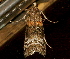 ( - AVBC 1286-11)  @12 [ ] CreativeCommons - Attribution (2012) CBG Photography Group Centre for Biodiversity Genomics