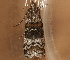  ( - AVBC 1313-11)  @12 [ ] CreativeCommons - Attribution (2012) CBG Photography Group Centre for Biodiversity Genomics