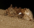  ( - AVBC 1327-11)  @12 [ ] CreativeCommons - Attribution (2011) Libby Avis Centre for Biodiversity Genomics