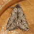  ( - AVBC 1339-11)  @12 [ ] CreativeCommons - Attribution (2011) Libby Avis Centre for Biodiversity Genomics
