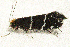  ( - AVBC 196-10)  @13 [ ] CreativeCommons - Attribution (2010) CBG Photography Group Centre for Biodiversity Genomics