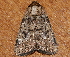  ( - AVBC 219-10)  @11 [ ] CreativeCommons - Attribution (2010) CBG Photography Group Centre for Biodiversity Genomics