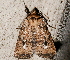  ( - AVBC 224-10)  @11 [ ] CreativeCommons - Attribution (2010) CBG Photography Group Centre for Biodiversity Genomics