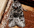  ( - AVBC 238-10)  @12 [ ] CreativeCommons - Attribution (2010) CBG Photography Group Centre for Biodiversity Genomics