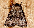  ( - AVBC 246-10)  @11 [ ] CreativeCommons - Attribution (2010) CBG Photography Group Centre for Biodiversity Genomics