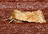  ( - AVBC 273-10)  @12 [ ] CreativeCommons - Attribution (2010) CBG Photography Group Centre for Biodiversity Genomics