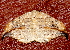  ( - AVBC 276-10)  @13 [ ] CreativeCommons - Attribution (2010) CBG Photography Group Centre for Biodiversity Genomics