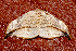  ( - AVBC 282-10)  @13 [ ] CreativeCommons - Attribution (2010) CBG Photography Group Centre for Biodiversity Genomics