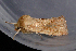  ( - AVBC 317-10)  @12 [ ] CreativeCommons - Attribution (2010) CBG Photography Group Centre for Biodiversity Genomics