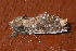  ( - AVBC 338-10)  @13 [ ] CreativeCommons - Attribution (2010) CBG Photography Group Centre for Biodiversity Genomics