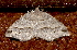  ( - AVBC 344-10)  @13 [ ] CreativeCommons - Attribution (2010) CBG Photography Group Centre for Biodiversity Genomics