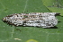  ( - AVBC 391-10)  @11 [ ] CreativeCommons - Attribution (2010) CBG Photography Group Centre for Biodiversity Genomics