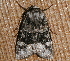  ( - AVBC 612-10)  @12 [ ] CreativeCommons - Attribution (2010) CBG Photography Group Centre for Biodiversity Genomics