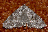  ( - AVBC 623-10)  @13 [ ] CreativeCommons - Attribution (2010) CBG Photography Group Centre for Biodiversity Genomics