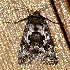  ( - AVBC 637-10)  @12 [ ] CreativeCommons - Attribution (2010) CBG Photography Group Centre for Biodiversity Genomics