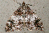  ( - AVBC 655-10)  @13 [ ] CreativeCommons - Attribution (2010) CBG Photography Group Centre for Biodiversity Genomics