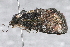  ( - AVBC 677-10)  @12 [ ] CreativeCommons - Attribution (2010) CBG Photography Group Centre for Biodiversity Genomics