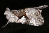  ( - AVBC 697-10)  @13 [ ] CreativeCommons - Attribution (2010) CBG Photography Group Centre for Biodiversity Genomics