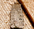  ( - AVBC 731-10)  @12 [ ] CreativeCommons - Attribution (2010) CBG Photography Group Centre for Biodiversity Genomics