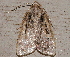  ( - AVBC 743-10)  @13 [ ] CreativeCommons - Attribution (2010) CBG Photography Group Centre for Biodiversity Genomics