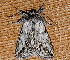  ( - AVBC 745-10)  @14 [ ] CreativeCommons - Attribution (2010) CBG Photography Group Centre for Biodiversity Genomics