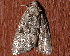  ( - AVBC 757-10)  @12 [ ] CreativeCommons - Attribution (2010) CBG Photography Group Centre for Biodiversity Genomics