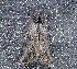  ( - AVBC 771-10)  @13 [ ] CreativeCommons - Attribution (2010) CBG Photography Group Centre for Biodiversity Genomics