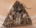  ( - AVBC 793-10)  @12 [ ] CreativeCommons - Attribution (2010) CBG Photography Group Centre for Biodiversity Genomics