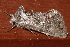  ( - AVBC 799-10)  @12 [ ] CreativeCommons - Attribution (2010) CBG Photography Group Centre for Biodiversity Genomics