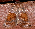  ( - AVBC 809-10)  @12 [ ] CreativeCommons - Attribution (2010) CBG Photography Group Centre for Biodiversity Genomics