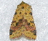  ( - AVBC 811-10)  @12 [ ] CreativeCommons - Attribution (2010) CBG Photography Group Centre for Biodiversity Genomics