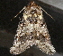  ( - AVBC 821-10)  @12 [ ] CreativeCommons - Attribution (2010) CBG Photography Group Centre for Biodiversity Genomics