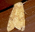 ( - AVBC 826-10)  @13 [ ] CreativeCommons - Attribution (2010) CBG Photography Group Centre for Biodiversity Genomics