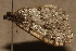 ( - AVBC 831-10)  @12 [ ] CreativeCommons - Attribution (2011) CBG Photography Group Centre for Biodiversity Genomics